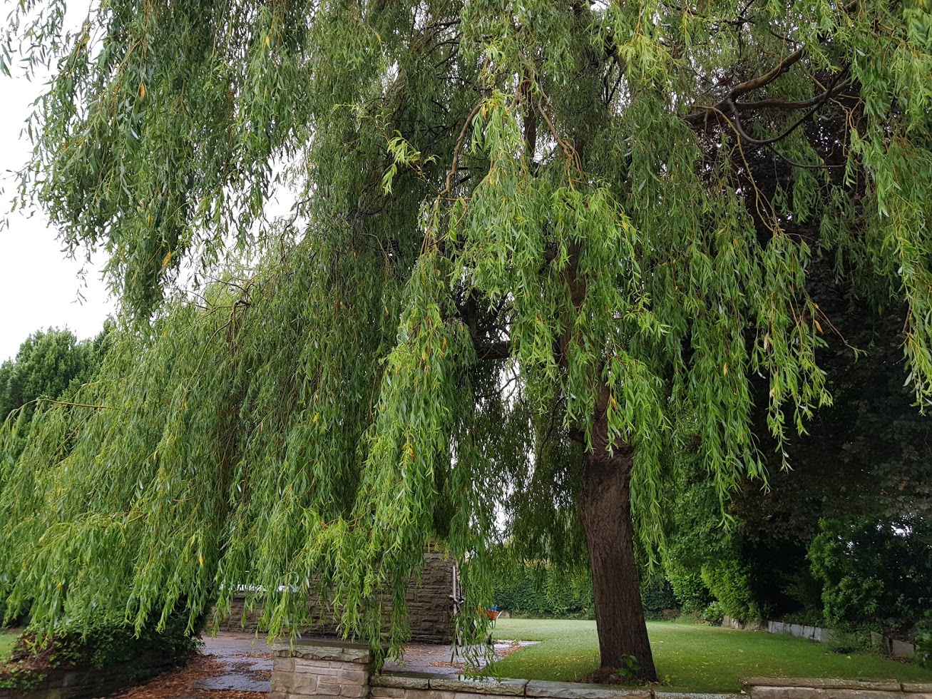 Salixbabylonica